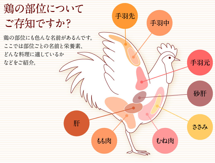 鶏の部位についてご存知ですか？